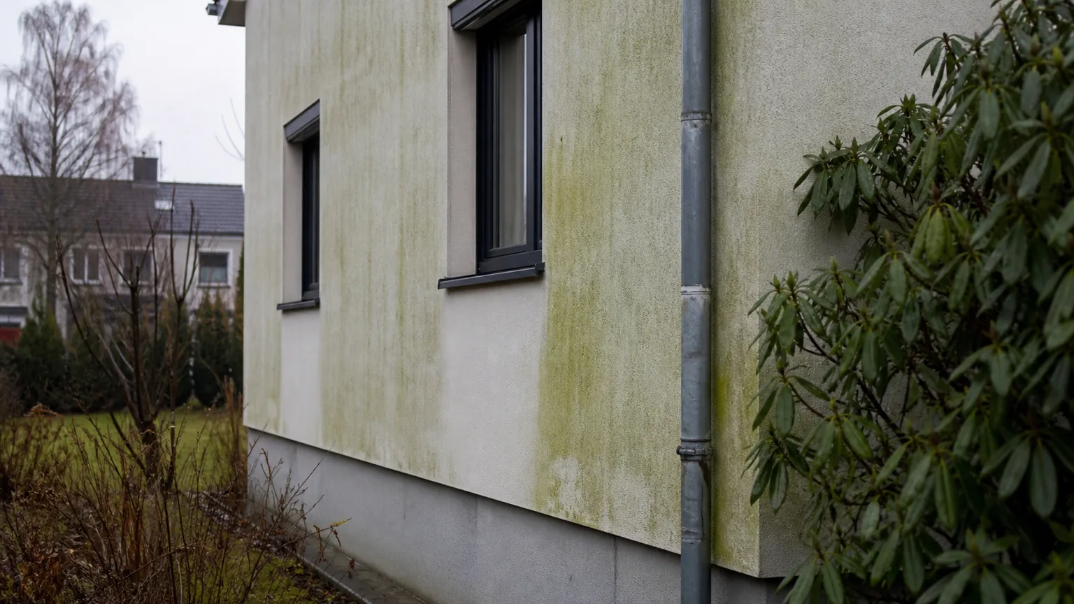 Hausfassade mit deutlichem grünem Algenbewuchs neben dem Regenfallrohr