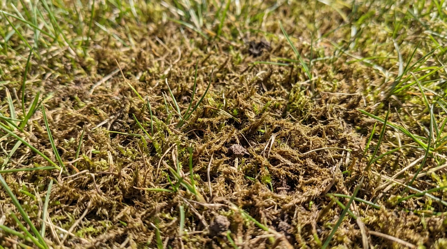 Dichte Rasenfilzschicht und Moos zwischen den Grashalmen