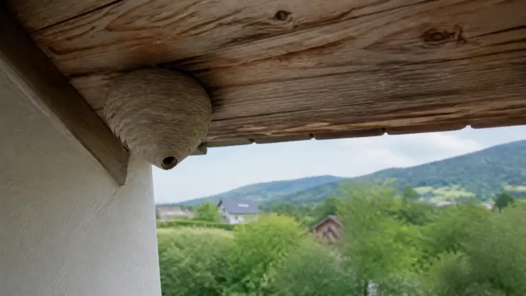 Wespennest unter dem hölzernen Dachvorsprung eines Hauses, im Hintergrund bewaldete Hügel